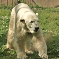 Polar Bear arctic Ursus_maritimus Philadelphia Zoo (2)