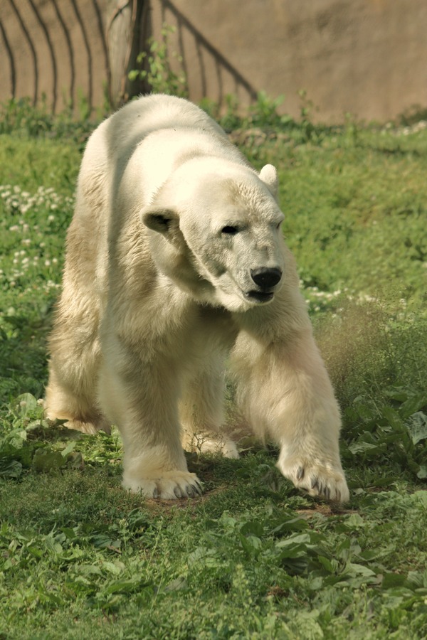 Polar Bear arctic Ursus_maritimus Philadelphia Zoo (2)