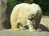 Polar Bear arctic Ursus_maritimus Philadelphia Zoo (3)