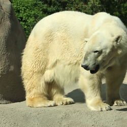 Polar Bear arctic Ursus_maritimus Philadelphia Zoo (3)