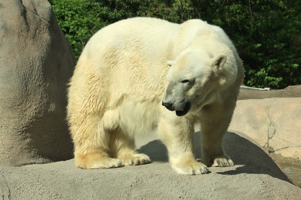 Polar Bear arctic Ursus_maritimus Philadelphia Zoo (3)
