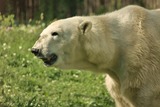 Polar Bear Photo Gallery