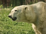 Polar Bear arctic Ursus_maritimus Philadelphia Zoo