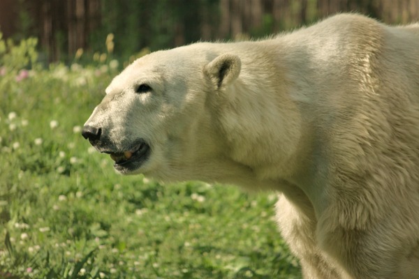 Polar Bear arctic Ursus_maritimus Philadelphia Zoo