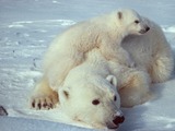 Polar Bear arctic Ursus_maritimus Polar bear with cub