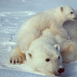 Polar Bear arctic Ursus_maritimus Polar bear with cub