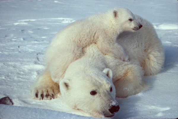 Polar Bear arctic Ursus_maritimus Polar bear with cub