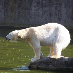 Polar Bear arctic Ursus_maritimus Tierpark Berlin