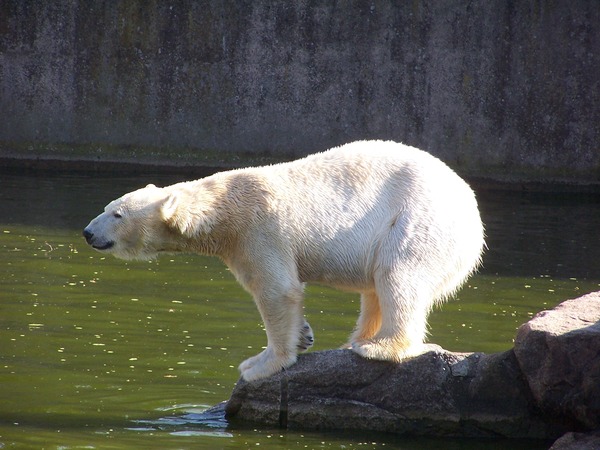 Polar Bear arctic Ursus_maritimus Tierpark Berlin