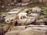 Polar Bear arctic Ursus_maritimus mother and cubs