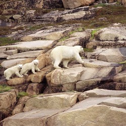 Polar Bear arctic Ursus_maritimus mother and cubs