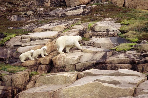 Polar Bear arctic Ursus_maritimus mother and cubs