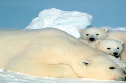 Polar Bear arctic Ursus_maritimus mother baby wild