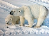 Polar Bear Photo Gallery