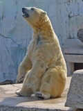 Polar Bear arctic Ursus_maritimus sitting