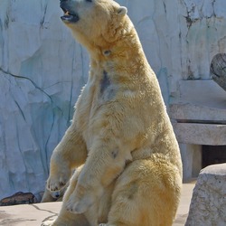 Polar Bear arctic Ursus_maritimus sitting