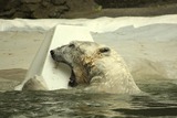 Polar Bear Photo Gallery