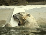 Polar Bear arctic Ursus_maritimus swimming Bronx Zoo