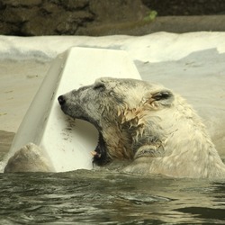 Polar Bear arctic Ursus_maritimus swimming Bronx Zoo