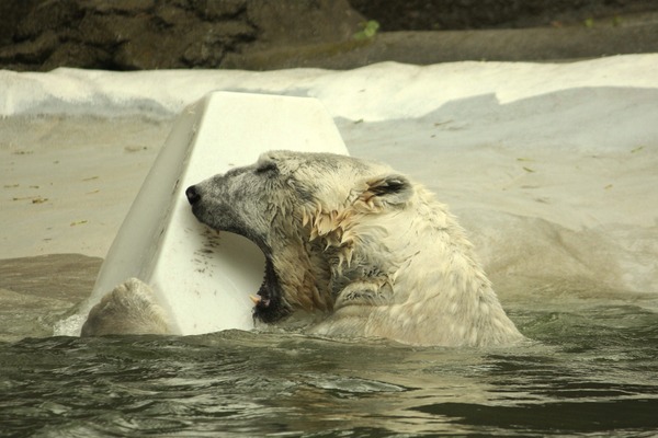 Polar Bear arctic Ursus_maritimus swimming Bronx Zoo