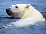 Polar Bear arctic Ursus_maritimus swimming wild