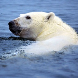 Polar Bear arctic Ursus_maritimus swimming wild