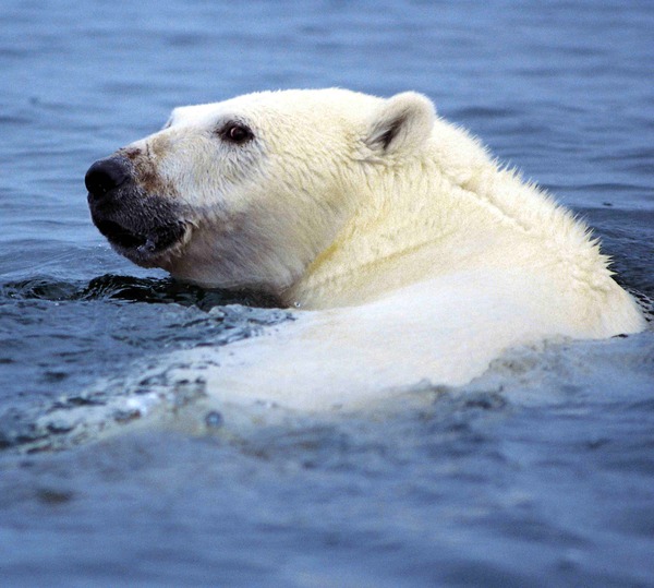 Polar Bear arctic Ursus_maritimus swimming wild