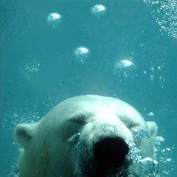 Polar Bear arctic Ursus_maritimus underwater dive