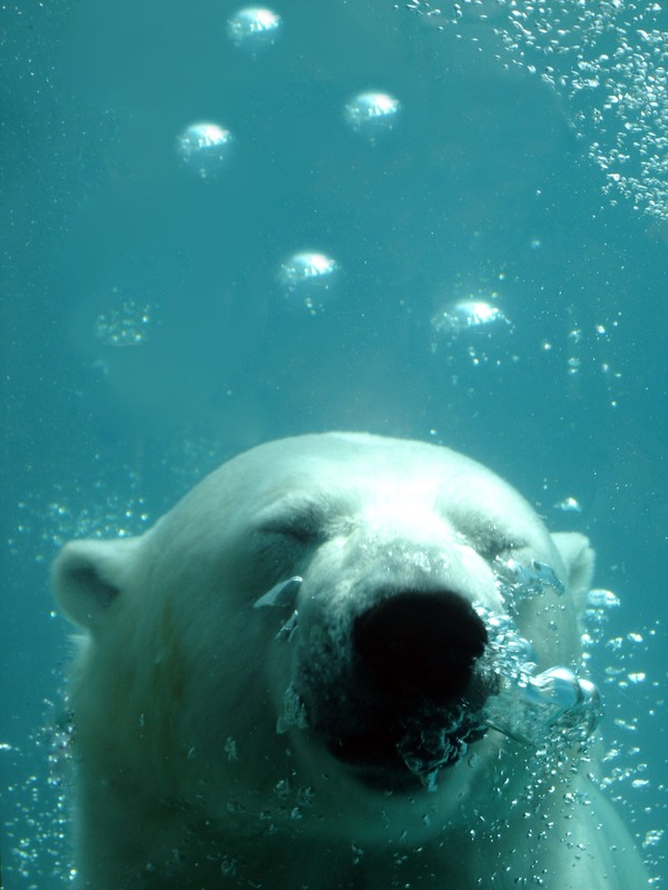 Polar Bear arctic Ursus_maritimus underwater dive