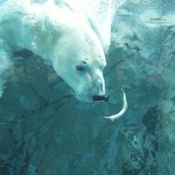 Polar Bear arctic Ursus_maritimus underwater swim Zoo