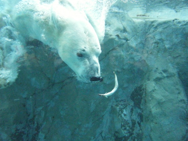 Polar Bear arctic Ursus_maritimus underwater swim Zoo