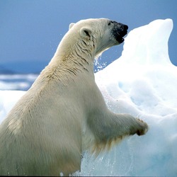 Polar Bear arctic Ursus_maritimus wet ice