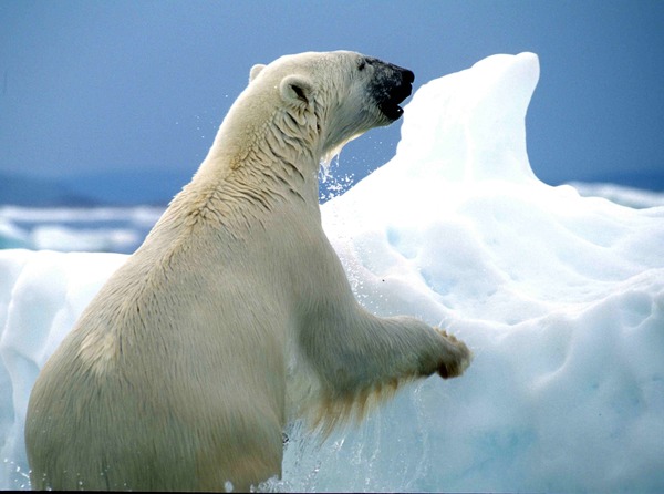 Polar Bear arctic Ursus_maritimus wet ice