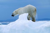 Polar Bear Photo Gallery