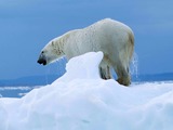 Polar Bear arctic Ursus_maritimus white ice