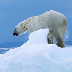 Polar Bear arctic Ursus_maritimus white ice