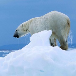 Polar Bear arctic Ursus_maritimus white ice