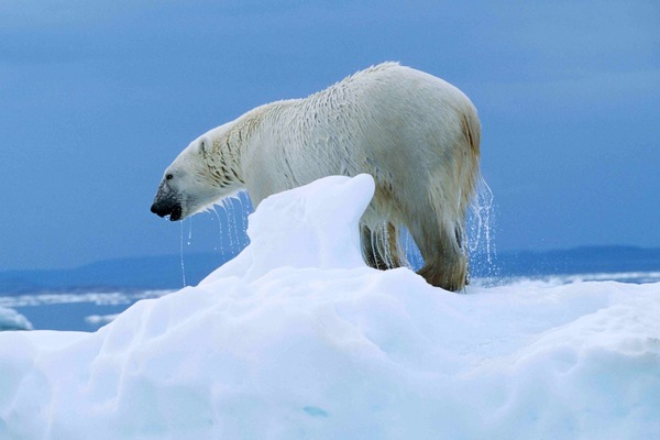 Polar Bear arctic Ursus_maritimus white ice