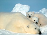 Polar Bear arctic Ursus_maritimus wild mother cubs