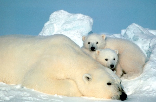 Polar Bear arctic Ursus_maritimus wild mother cubs