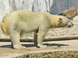 Polar Bear Photo Gallery