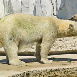 Polar Bear arctic Ursus_maritimus wild