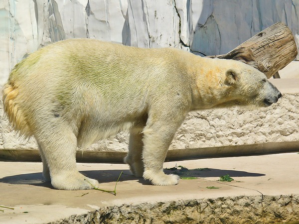 Polar Bear arctic Ursus_maritimus wild