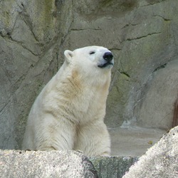 Polar Bear arctic Ursus_maritimus_siting_zoo
