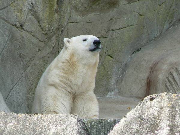 Polar Bear arctic Ursus_maritimus_siting_zoo