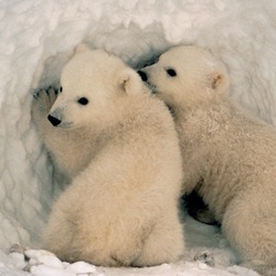 Polar Bear arctic Ursus_maritimus_us_fish