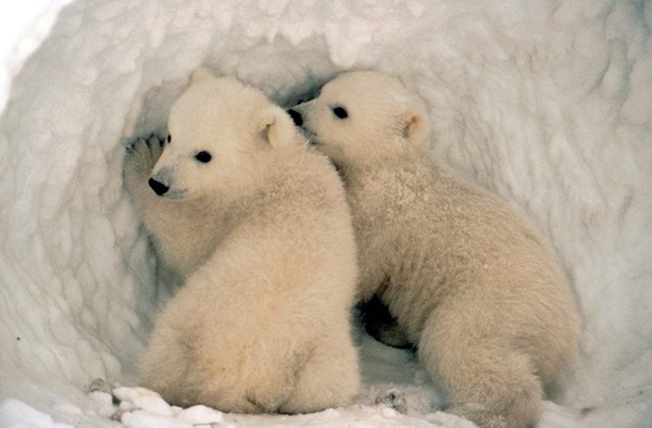 Polar Bear arctic Ursus_maritimus_us_fish