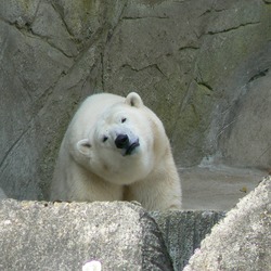 Polar Bear arctic Ursus_maritimus_zoo