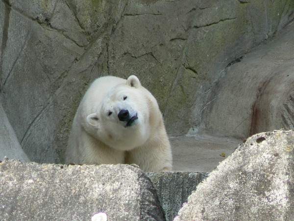 Polar Bear arctic Ursus_maritimus_zoo