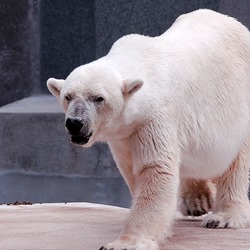 Polar Bear arctic Warsaw ZOO Ursus maritimus